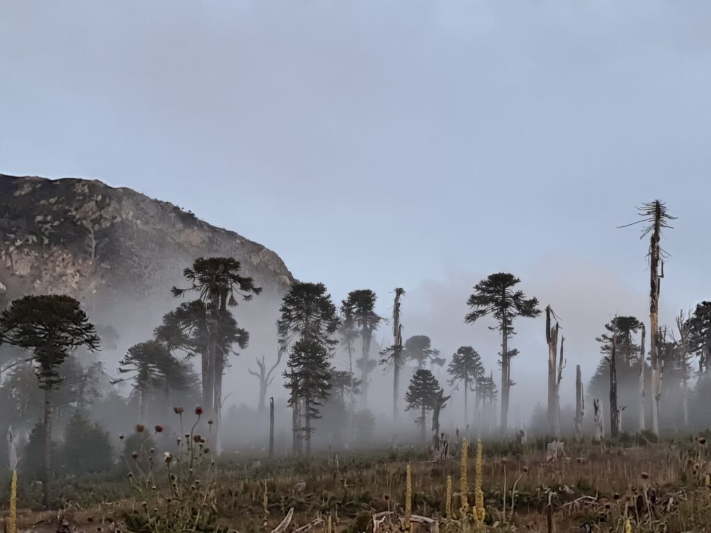 MapBiomas Chile: en la zona Centro-Sur del país se perdieron 500 mil hectáreas de bosque nativo en dos décadas