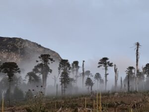 MapBiomas Chile: en la zona Centro-Sur del país se perdieron 500 mil hectáreas de bosque nativo en dos décadas
