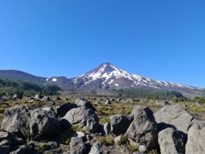 MapBiomas Chile: en la zona Centro-Sur del país se perdieron 500 mil hectáreas de bosque nativo en dos décadas